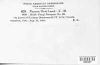 Puccinia cirsii image